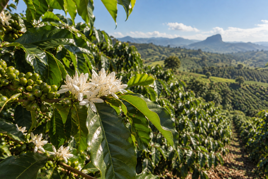 Wenn aus einer Blüte dein Kaffee von morgen wird 🌱☕