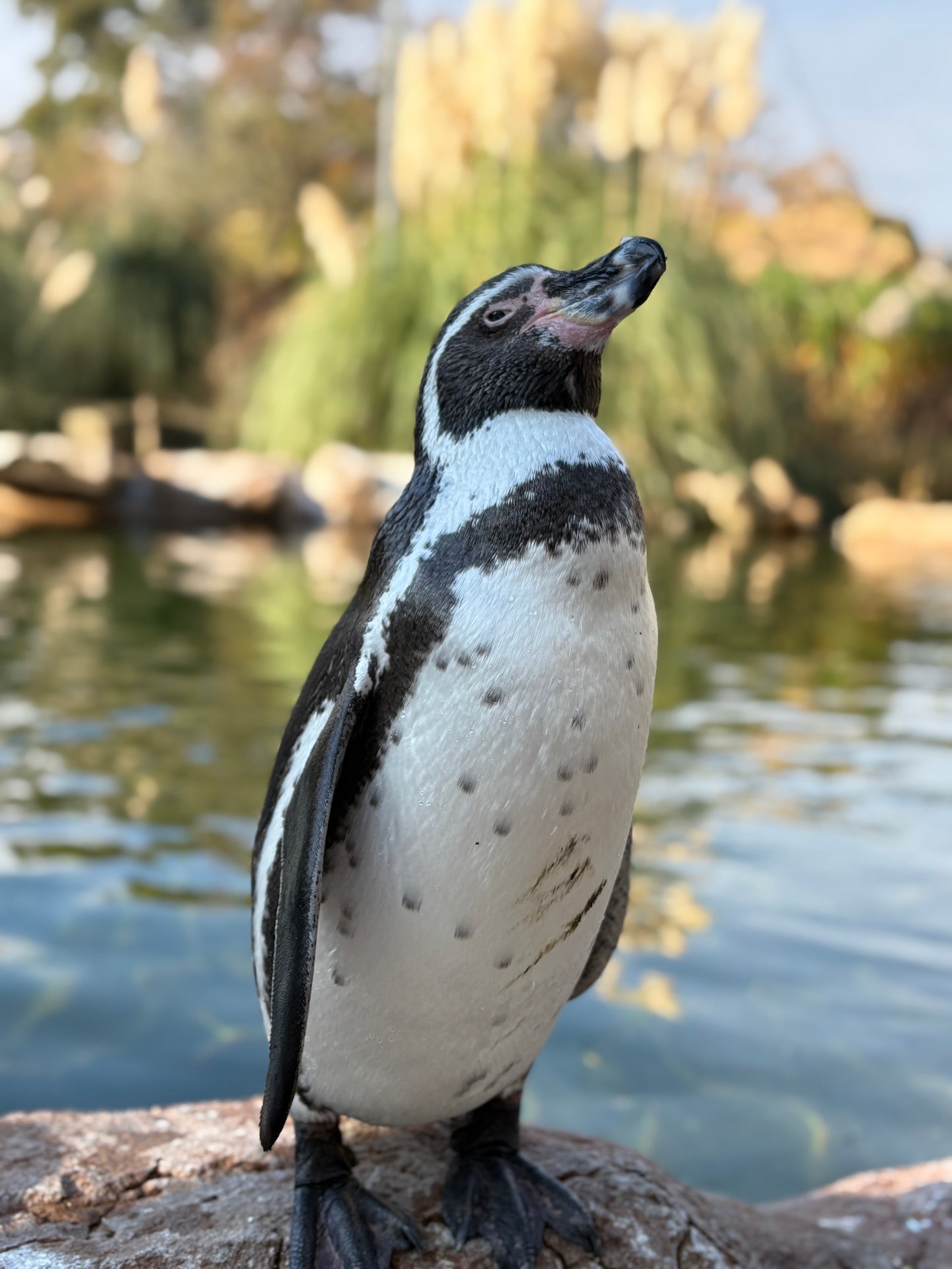 PROUD PENGU - LIMITED EDITION